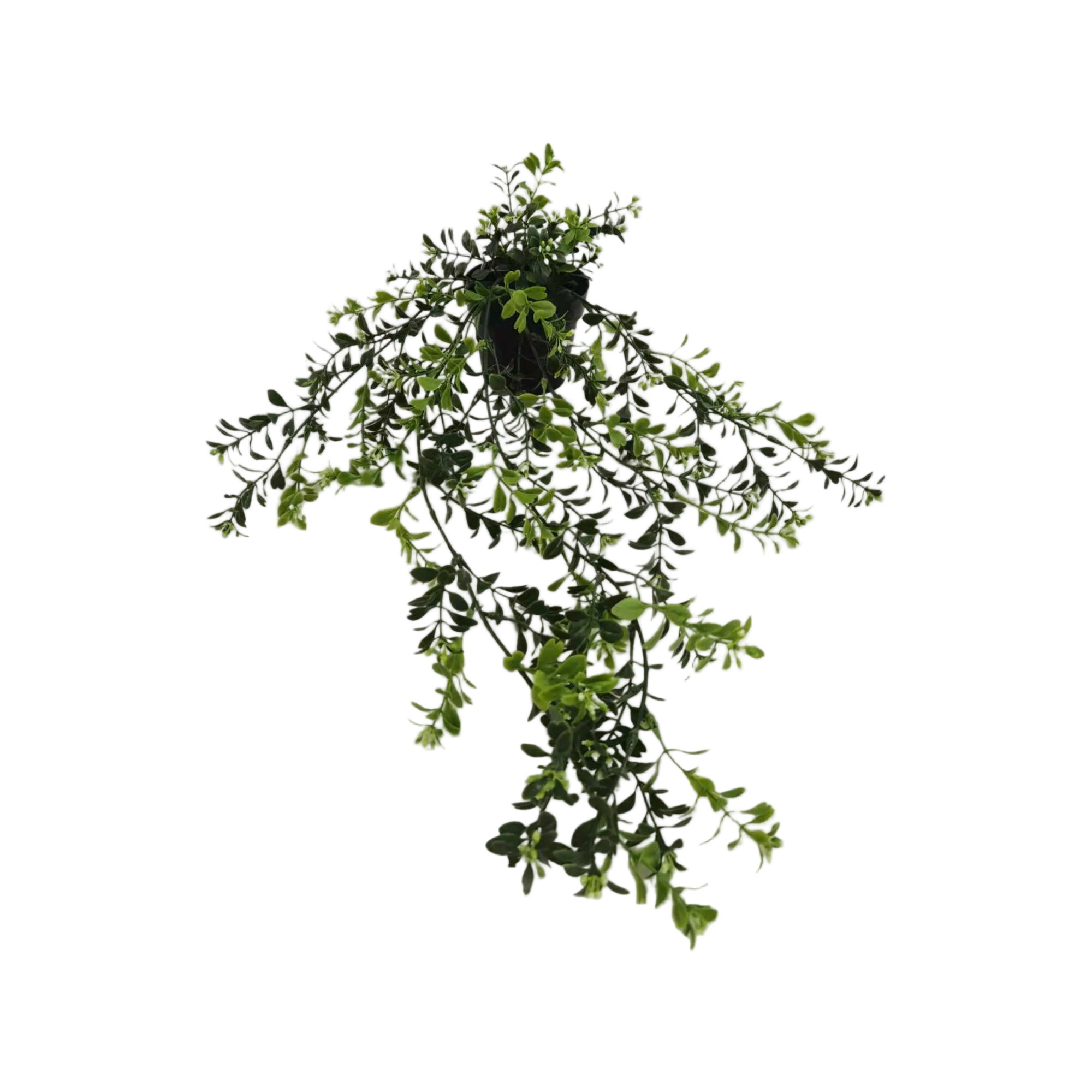 Planta Con Pote 20CM
