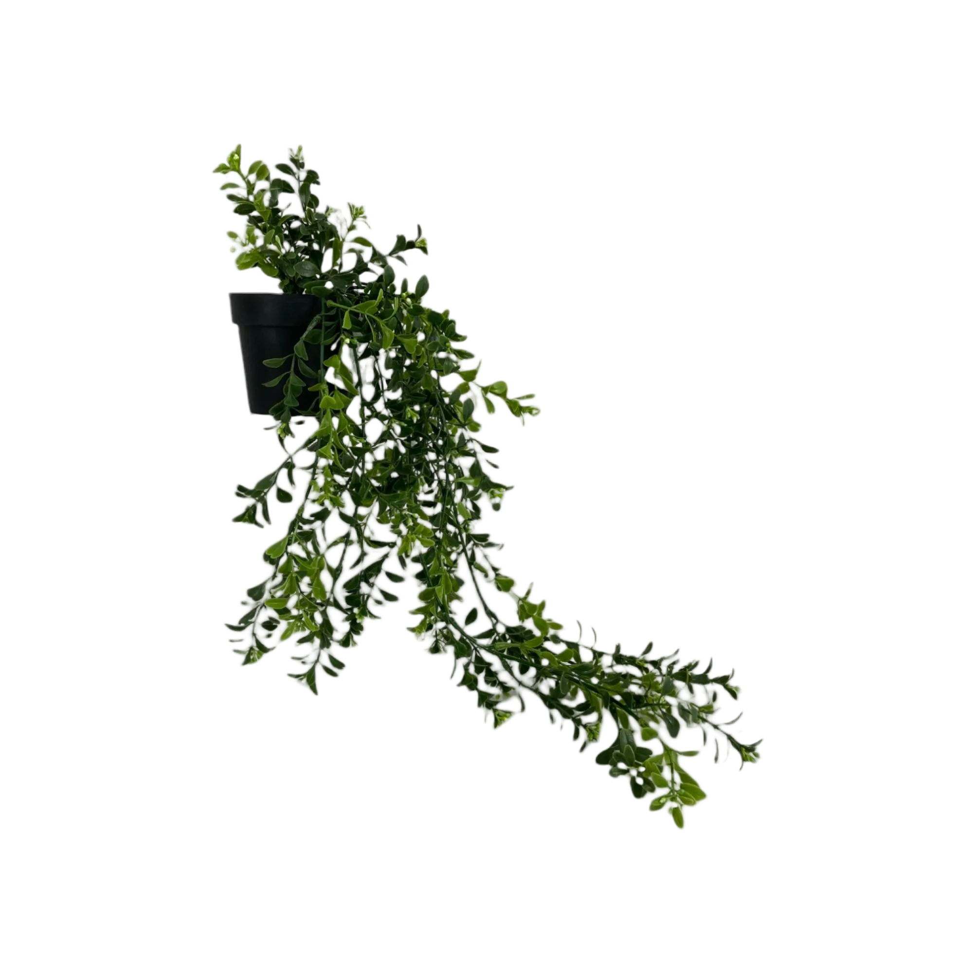 Planta Con Pote 20CM