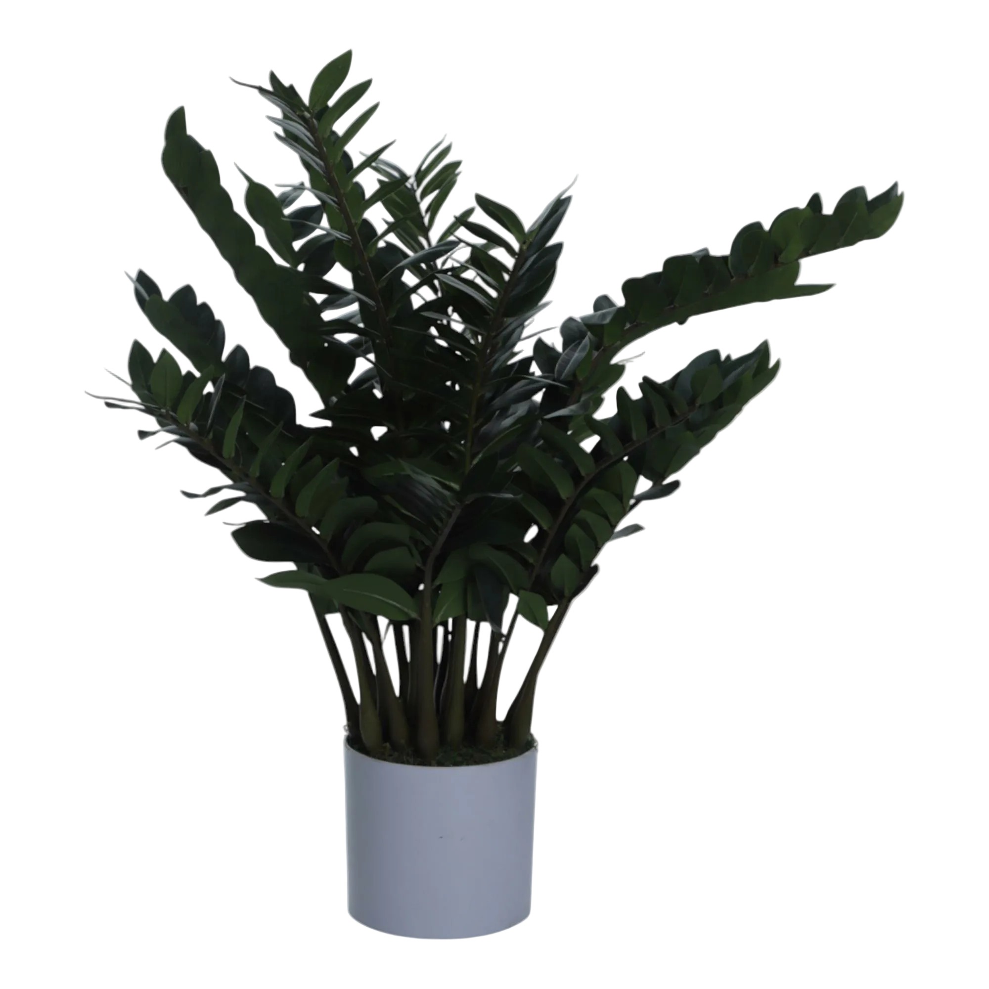 Planta con Pote