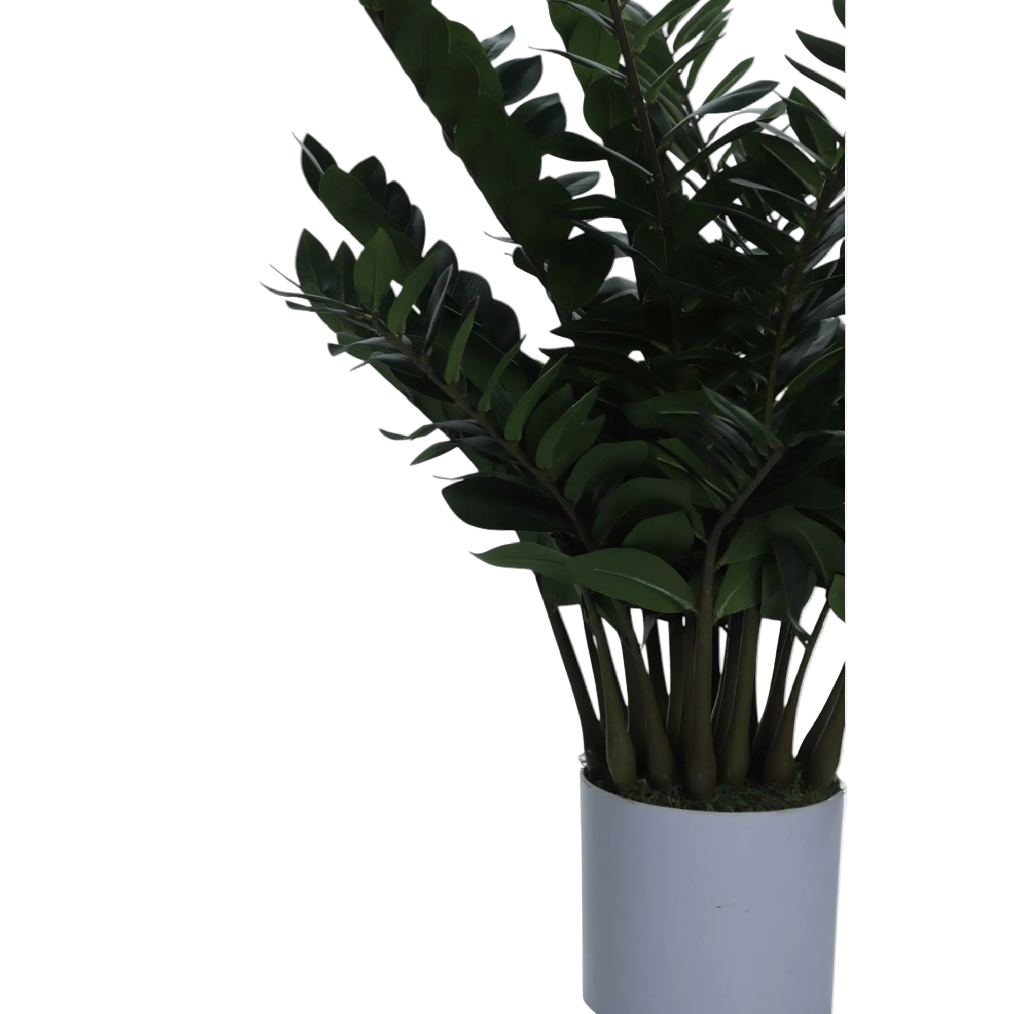 Planta con Pote