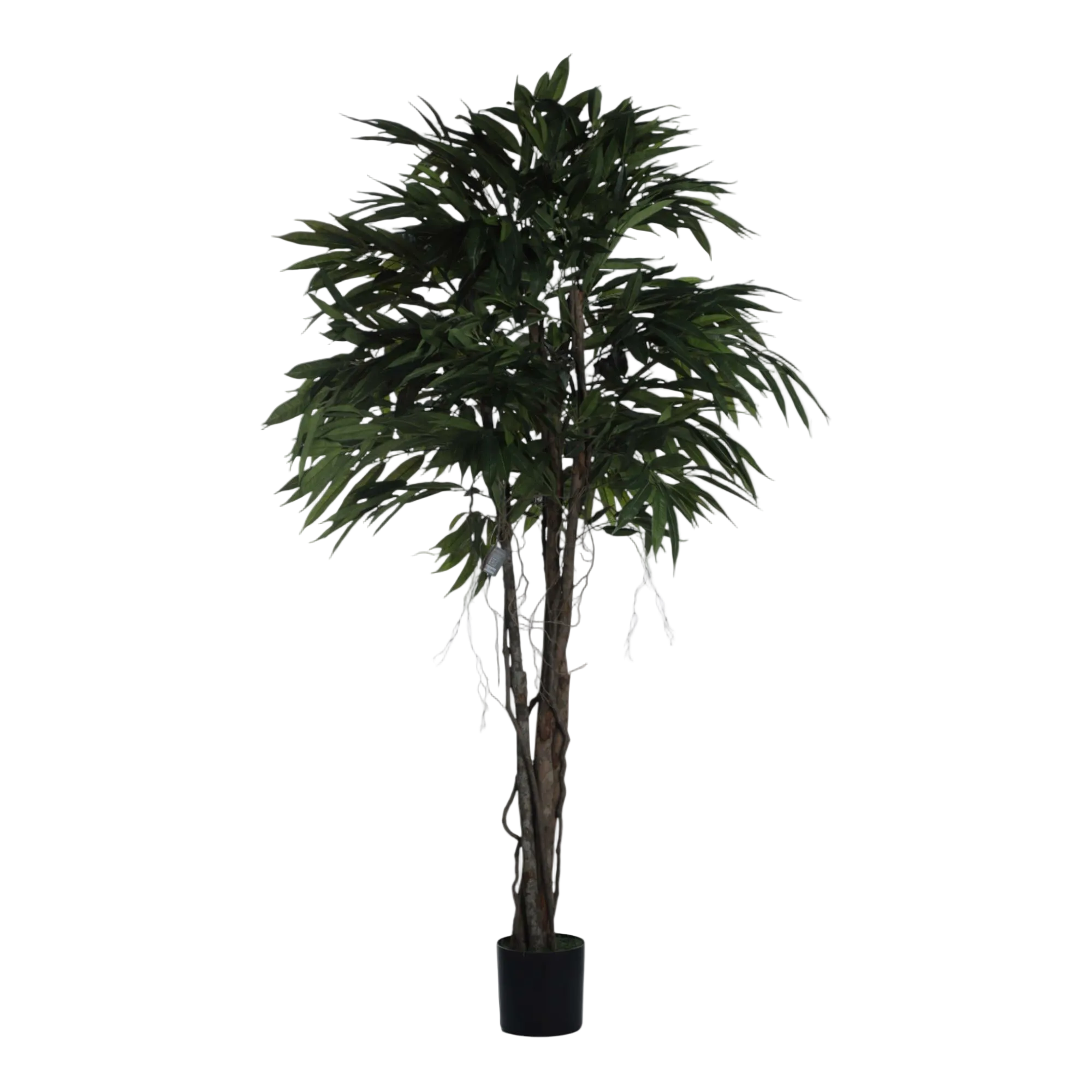 LONGIFOLIA CON POTE