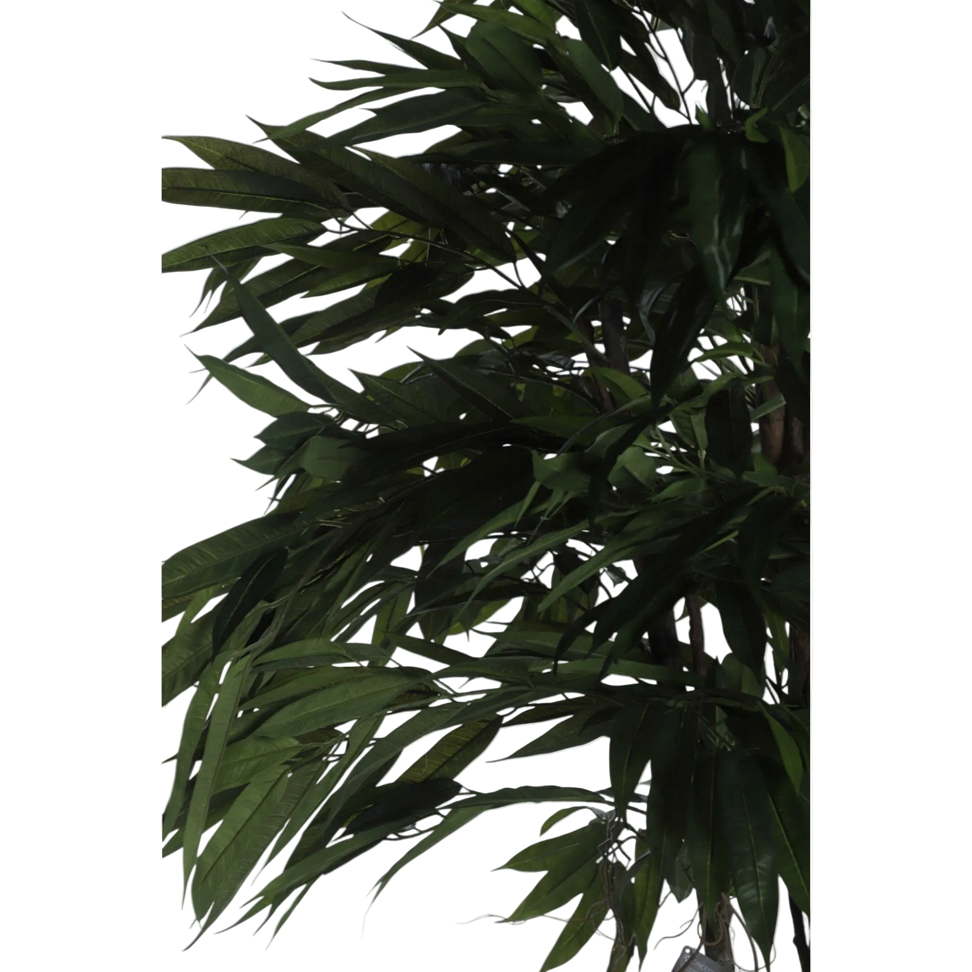 LONGIFOLIA CON POTE