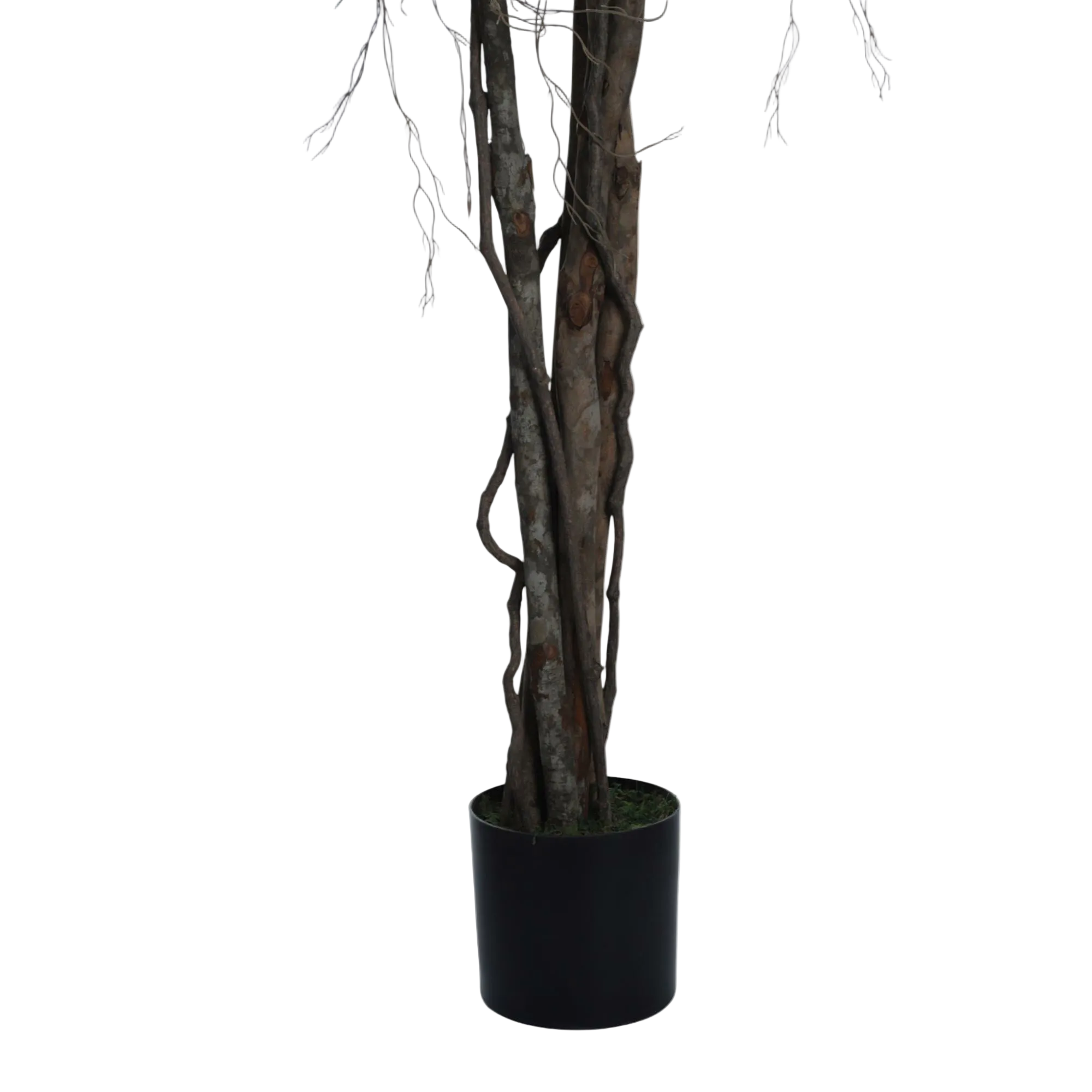 LONGIFOLIA CON POTE