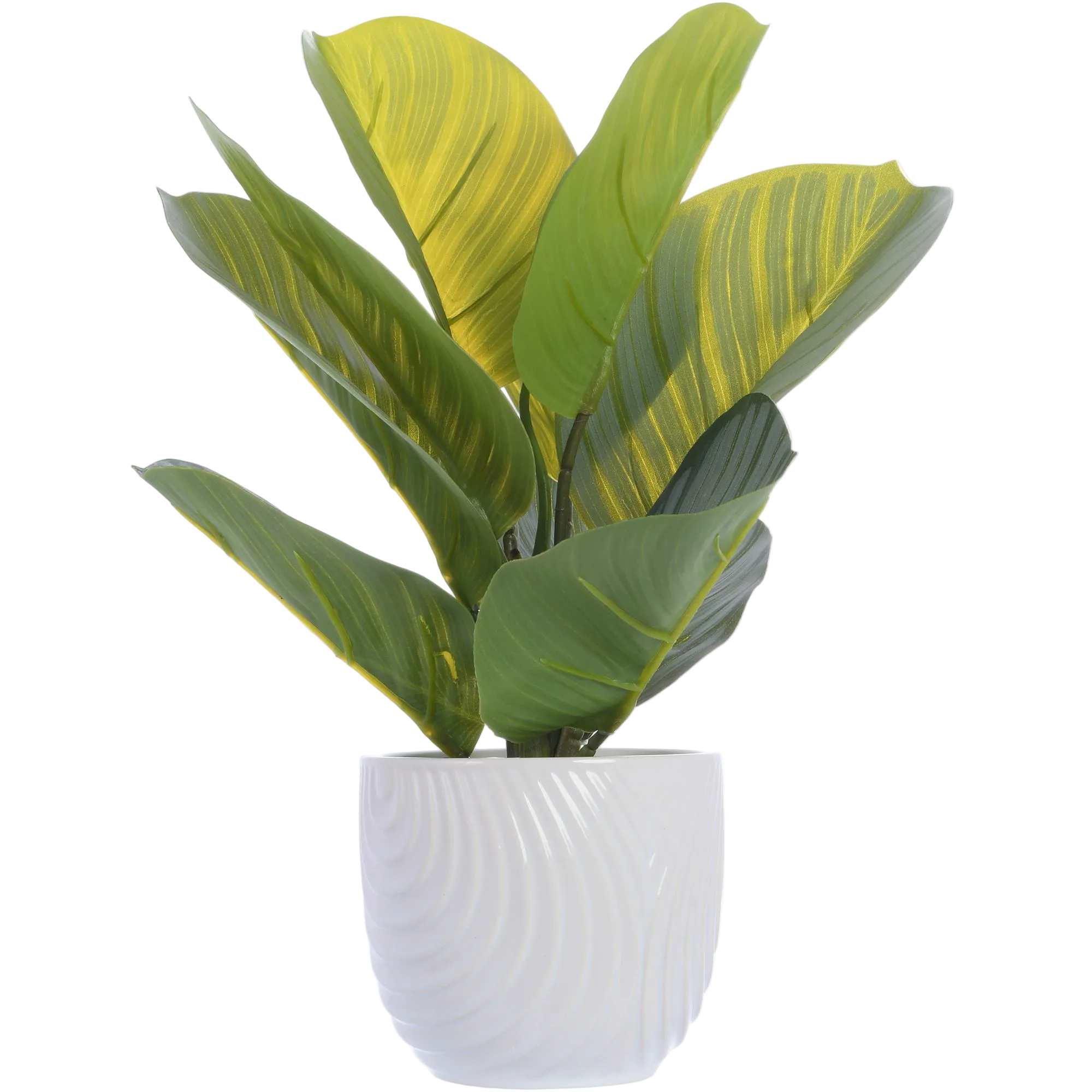 Planta Con Pote Blanco