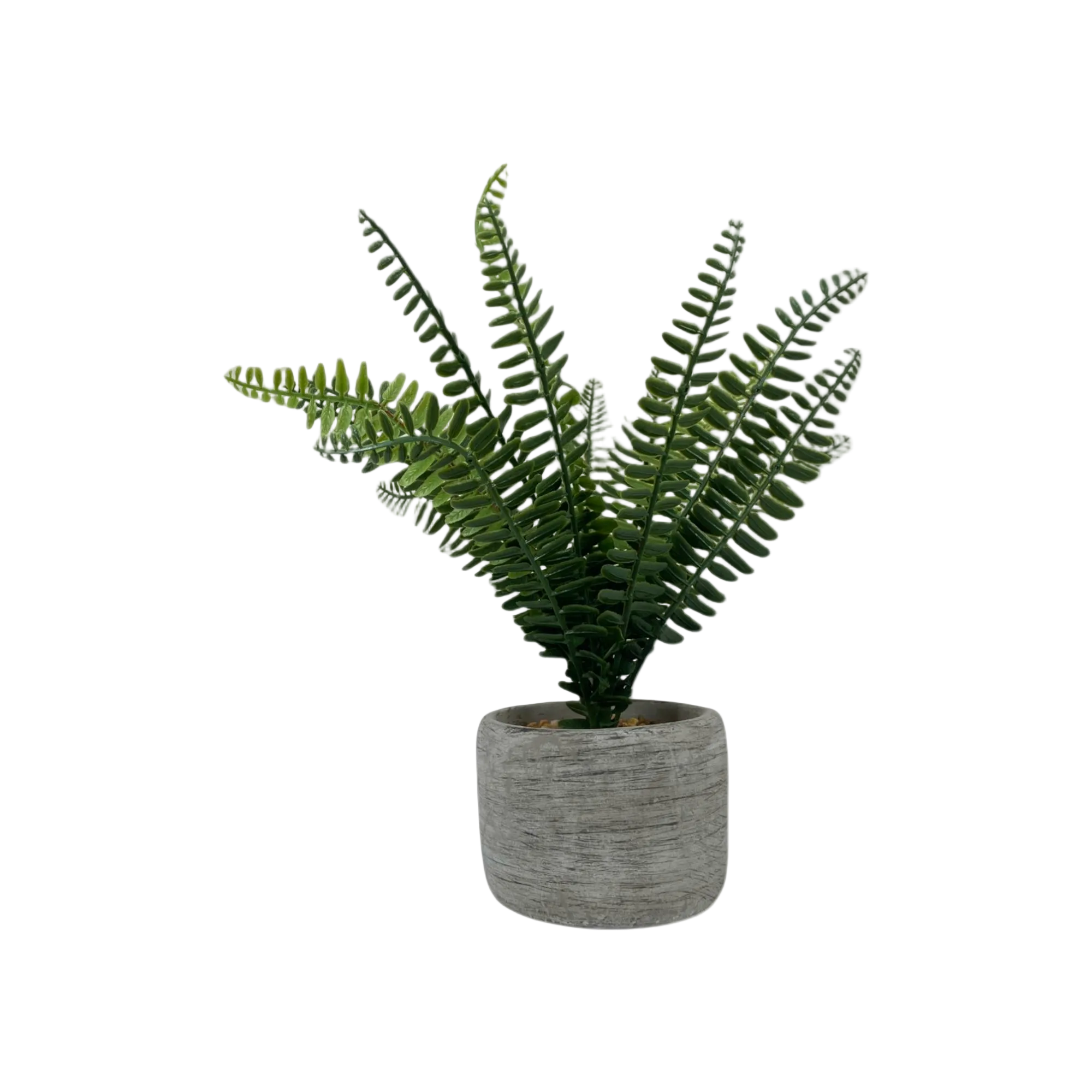 Planta C/Pote