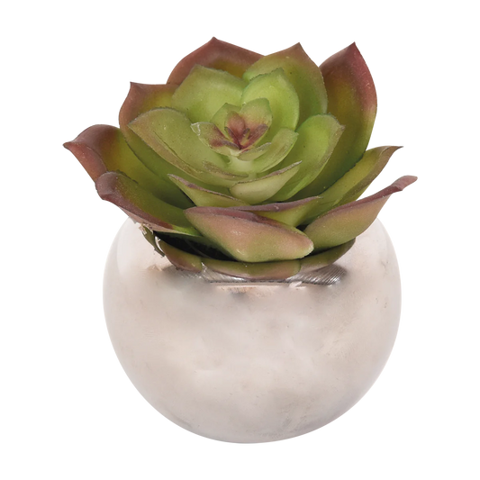 Suculenta
